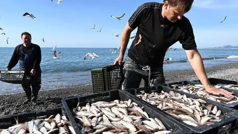 У Чорному морі помітили навалу хижої пеламіди