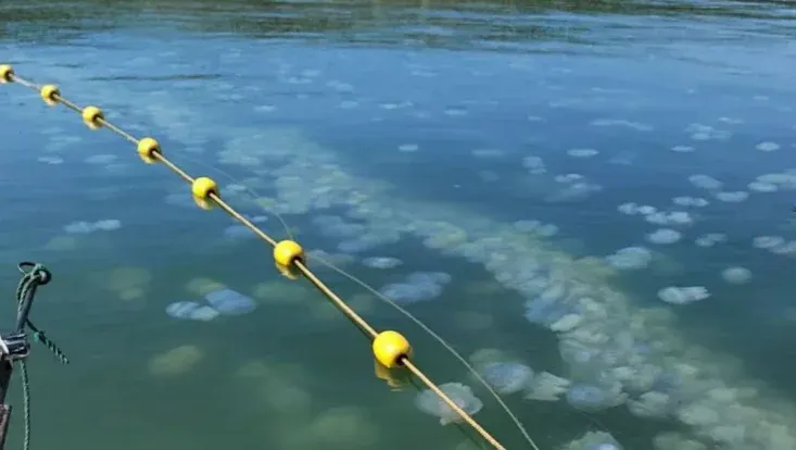 Азовське море заполонили медузи: біомаса — мільйони тонн