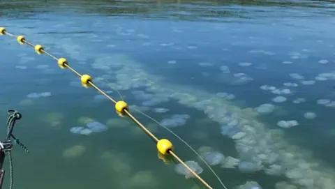 Азовське море заполонили медузи: біомаса — мільйони тонн