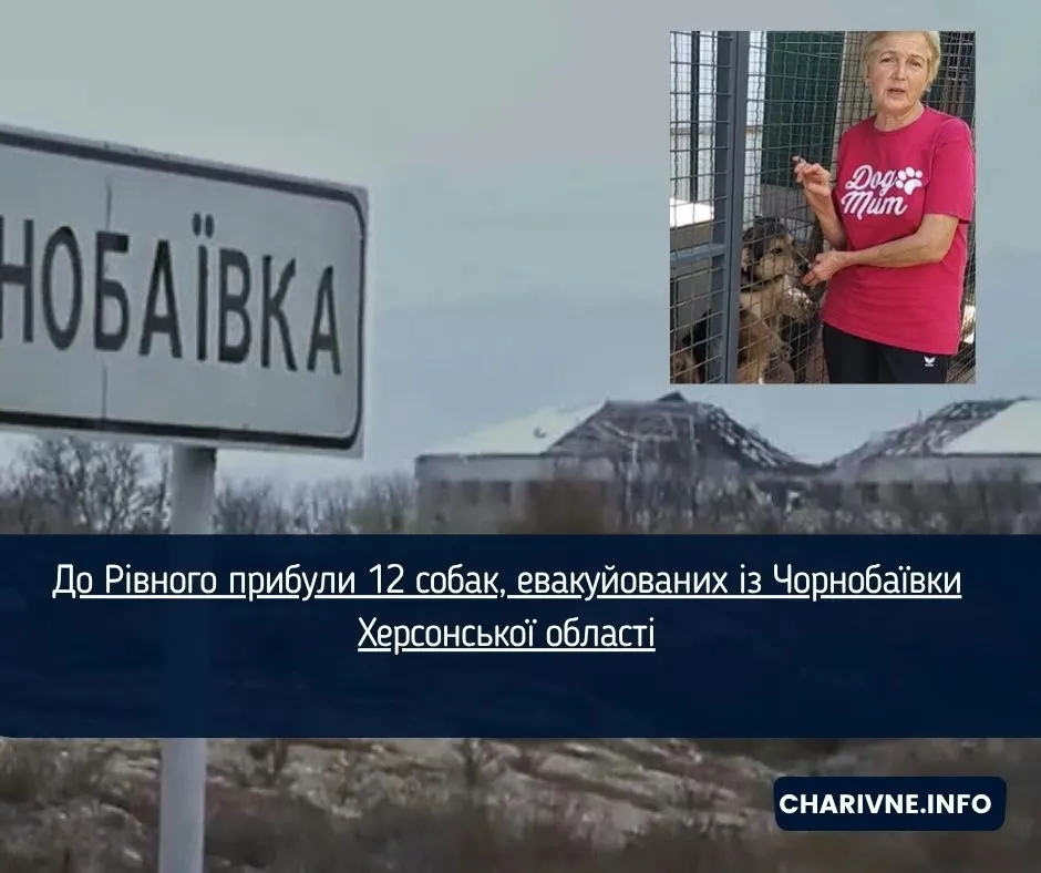 12 собак із Чорнобаївки евакуювали до Рівного: як допомогти