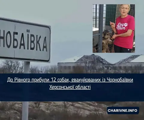 12 собак із Чорнобаївки евакуювали до Рівного: як допомогти