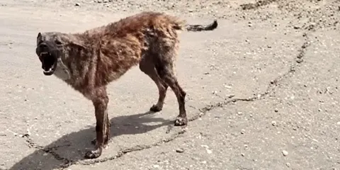 Олешки в блокаді: дві тисячі людей без їжі, зв'язку та ліків