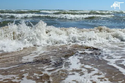 В Азовському морі побільшало солі — рибних видів поменшало вдвічі