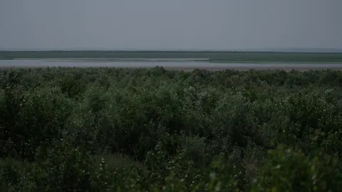 Великий Луг після підриву ГЕС: молодий ліс, пелікани й десять хвилин на дослідже