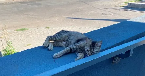 Спека повертається: у Херсоні очікують до +38°C